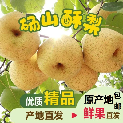 安徽砀山酥梨净重2.5斤梨子新鲜当季果园直采砀山脆梨水果公司福利采购