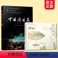 [正版]全2册 中国原生鱼水彩绘 中国原生鱼 中国小型淡水鱼饲养殖常识书精美原创水彩画常见原生鱼类中国原生鱼美艳鉴别鱼
