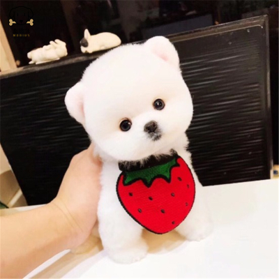 麦比佳 宠物狗狗活体博美犬幼犬活体哈多利系球体博美俊介狗狗小体玩具型血统级长不大 茶杯犬 纯白色黄色博美狗