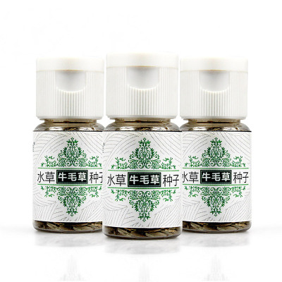 牛毛水种子鱼缸真装饰造景莫斯懒人净化水质水族箱水生植物