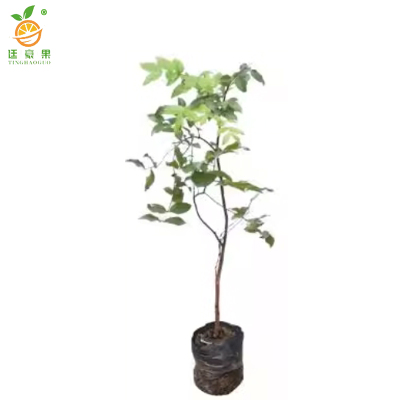 廷豪果 嘉宝果 绿植 高1-1.5m /棵