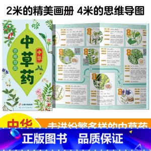 [正版]中华中草药思维导图 中医养生书籍 中草药图鉴大全中药材百科大全 中医药膳食疗食谱书籍 彩图版中草药识别指南自学