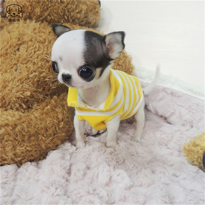 麦比佳 吉娃娃狗狗活体 纯种双血统小体吉娃娃狗狗宠物狗吉娃娃苹果头铁包金娃娃狗黑白花长不大迷你墨西哥吉娃娃犬