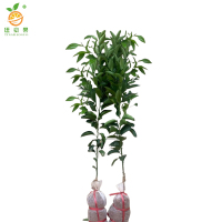 廷豪果 果树树苗 5公分 /棵