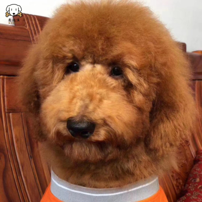 麦比佳巨型贵宾犬幼犬狗狗活体纯种大型泰迪贵宾犬幼崽红色白色黑色巨贵犬宠物狗大体泰迪熊狗包健康视频挑选