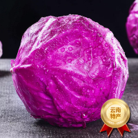 [西沛生鲜]新鲜紫甘蓝卷心菜 净重9-10斤 紫甘兰莲花包心菜 当季新鲜蔬菜