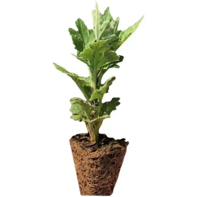 诚智旺 9月金玉满堂黄色 杯苗/盆