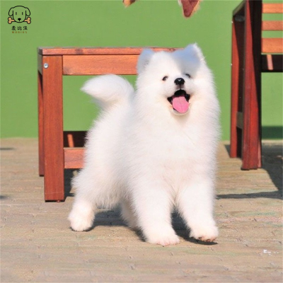麦比佳 萨摩耶犬幼犬萨摩耶犬狗狗活体纯种血统中大型雪橇犬萨摩大骨架熊版澳版微笑天使纯白色萨摩耶宠物狗狗