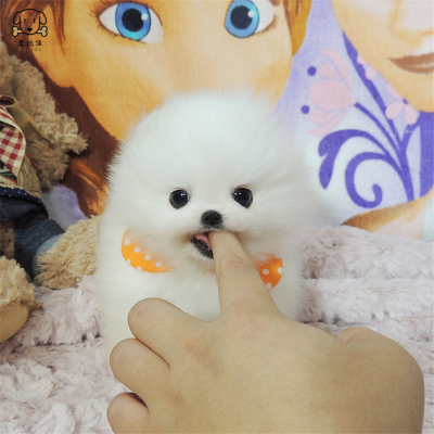 麦比佳狗狗活体 纯种博美犬幼犬哈多利系球体博美 俊介狗长不大茶杯犬玩具型迷你袖珍博美宠物狗微小体杯子狗