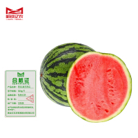 哈铁亿农 西瓜 甜王西瓜 500g/斤