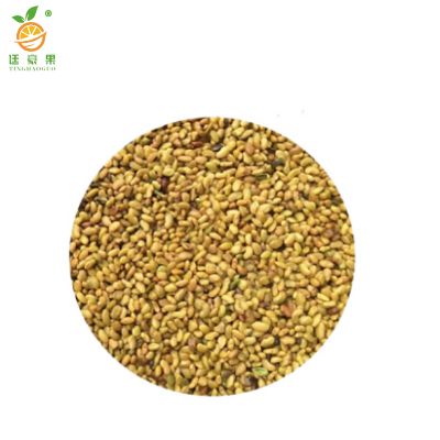 廷豪果 大叶紫花苜蓿种子 净籽 /千克