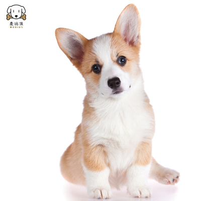 麦比佳 柯基犬活体 柯基犬幼犬狗狗活体纯种血统 双色三色小体柯基狗 威尔士短腿迷你后臀可爱狗狗视频挑选