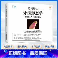 [正版]片冈繁夫牙齿形态学 片冈繁夫 天然牙形态的相似性 汤学华 自然牙形态学口腔医学专业书籍 江苏凤凰科学技术出版社