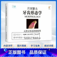 [正版]片冈繁夫牙齿形态学 片冈繁夫 天然牙形态的相似性 汤学华 自然牙形态学口腔医学专业书籍 江苏凤凰科学技术出版社