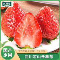 顺丰快递[苏鲜生]彩箱装 四川正宗大凉山露天草莓 大果 单果25g左右 净重1.2斤 (300g*2) 新鲜水果