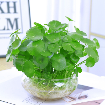 回固铜钱草水培植物室内盆栽客厅办公桌面金钱草水养植物好养花卉绿植