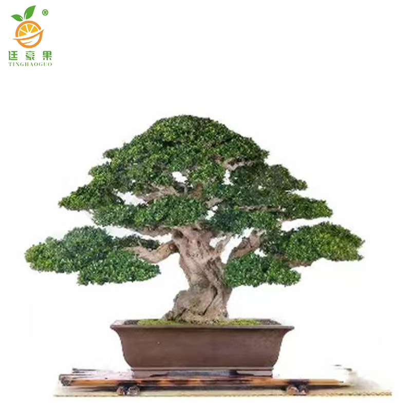 廷豪果 茶树 绿植 2.5m /棵