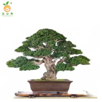 廷豪果 茶树 绿植 2.5m /棵