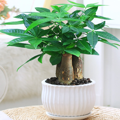 回固发财树盆栽植物室内花卉植物室内花绿植室内客厅招财树好养小盆栽