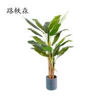 路轶森 芭蕉树 高1.5~2m 棵