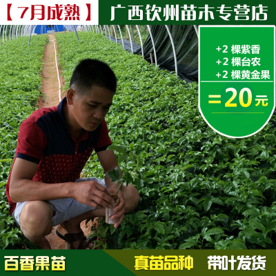 百香果苗树苗黄金果满天星西番莲苗当年结果南方北方种植盆栽包邮