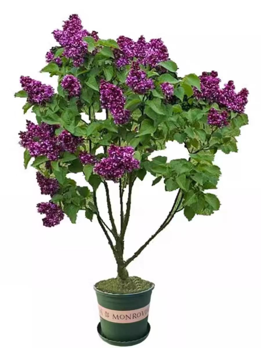 诚智旺 丁香 8公分 棵