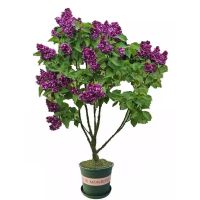 诚智旺 丁香 8公分 棵