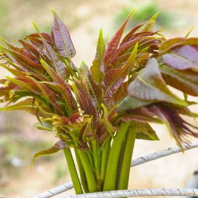 椿芽种子 椿芽种子推荐 苏宁易购