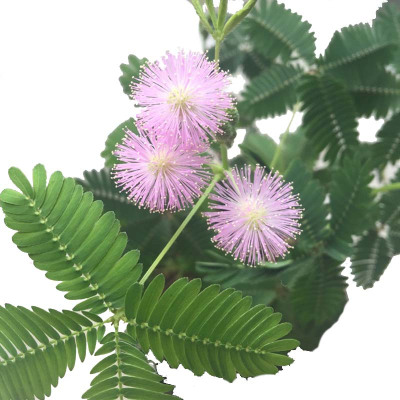 津沽园艺花卉种子感应草知羞草怕丑草含羞草种子花卉植物种子约20粒春季一年生