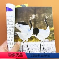 [正版]鸟类昆虫百科全书注音版 3-6-9-12岁儿童科普读物幼儿自然科学认知书动物世界百科大全鸟类王国绘本图画书少儿