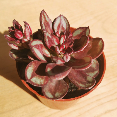 巨型超大尺寸大株特大颗大棵弹痕多肉植物老桩肉肉植物盆栽老庄大号龙骨红司不含盆