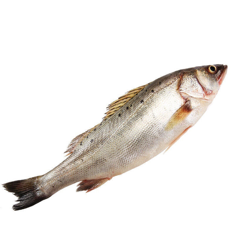 海鲈鱼新鲜冷冻赛花鲈鱼鲜活海鲜鱼七星鲈鱼深海鱼小海鱼 [一条1斤-1.