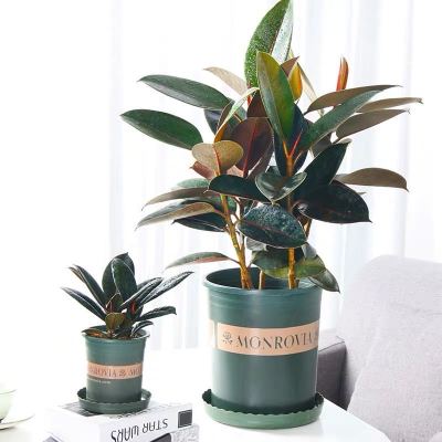 恬豆黑金刚绿植盆栽健康办公室花卉绿色植物盆景橡皮树