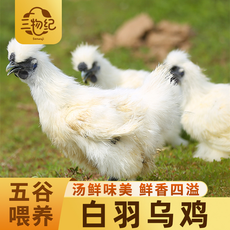 [苏鲜生推荐]三物纪白羽乌鸡800g/只 3只装新鲜现杀冷冻肉质鲜美农家慢养整只顺丰发货