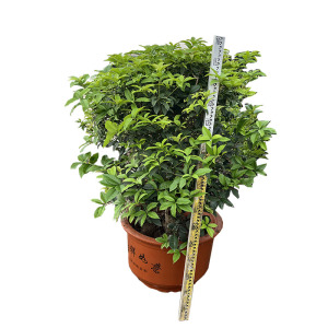 海铁科技桂花树高1.5M(带盆)/棵