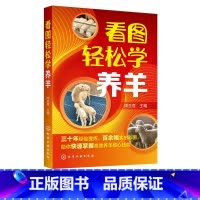 [正版]看图轻松学养羊 科学养羊技术书籍 养羊设备羊选种 选配羊繁殖配种 羔羊饲养管理 羊 生产管理羊病诊断与防治 养
