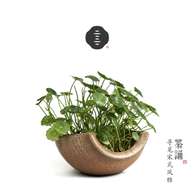 水苔多肉价格 水苔多肉最新报价 水苔多肉多少钱 苏宁易购