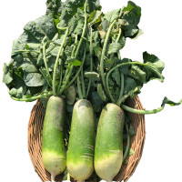 [鲜贝达]萝卜 净重5斤装 正宗山东潍坊水果萝卜 新鲜蔬菜农产品