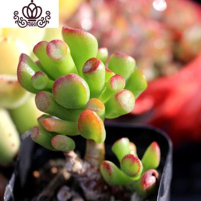 吸财树 吸财树推荐 苏宁易购