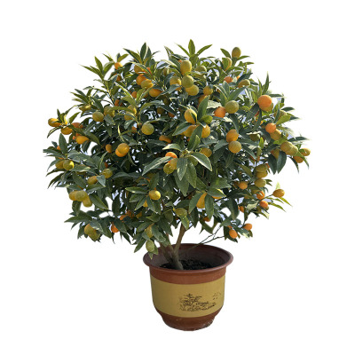 海铁科技年桔10寸/棵