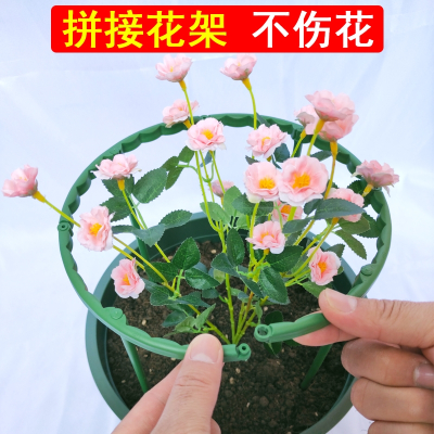 太阳花价格 太阳花最新报价 太阳花多少钱 苏宁易购