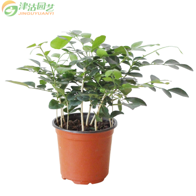 津沽园艺绿植盆栽九里香室内花卉简易盆1盆室内绿植盆栽原盆土发货