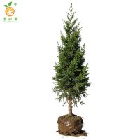 廷豪果 龙柏 高1.8m 棵