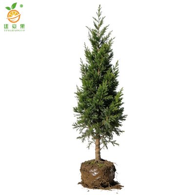 廷豪果 龙柏 高1.8m 棵