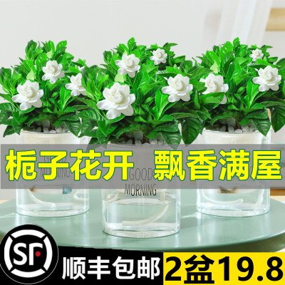 栀子花盆栽带花苞水培花卉大全植物室内阳台绿植大棵树苗四季好养
