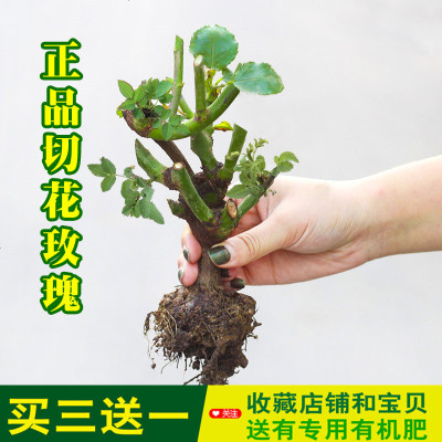 19.8元5棵可以自选颜色玫瑰花花苗6年苗盆栽花卉绿植物爬藤花卉