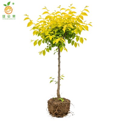 廷豪果 黄金榆树苗 5公分 棵