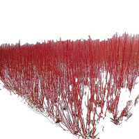 诚智旺 红柳苗 50-60公分 /棵