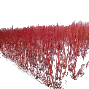 诚智旺 红柳苗 50-60公分 /棵