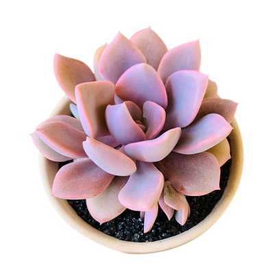 津沽园艺花卉绿植盆栽多肉套装黛比肉肉拇指陶瓷盆多肉营养土铺面金刚砂桌面创意盆栽1套拇指随机盆多肉套装黛比多肉套装